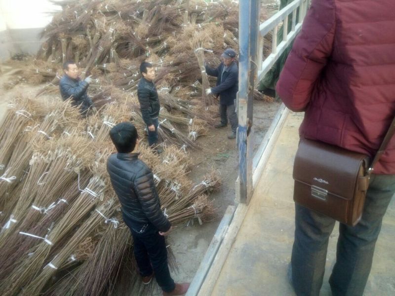 李子树苗恐龙蛋李子苗蜂糖李基地直销