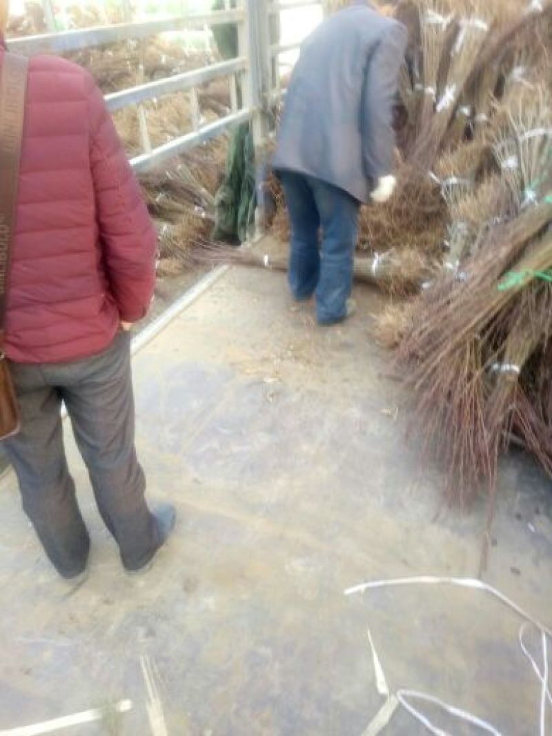 李子树苗恐龙蛋李子苗蜂糖李基地直销