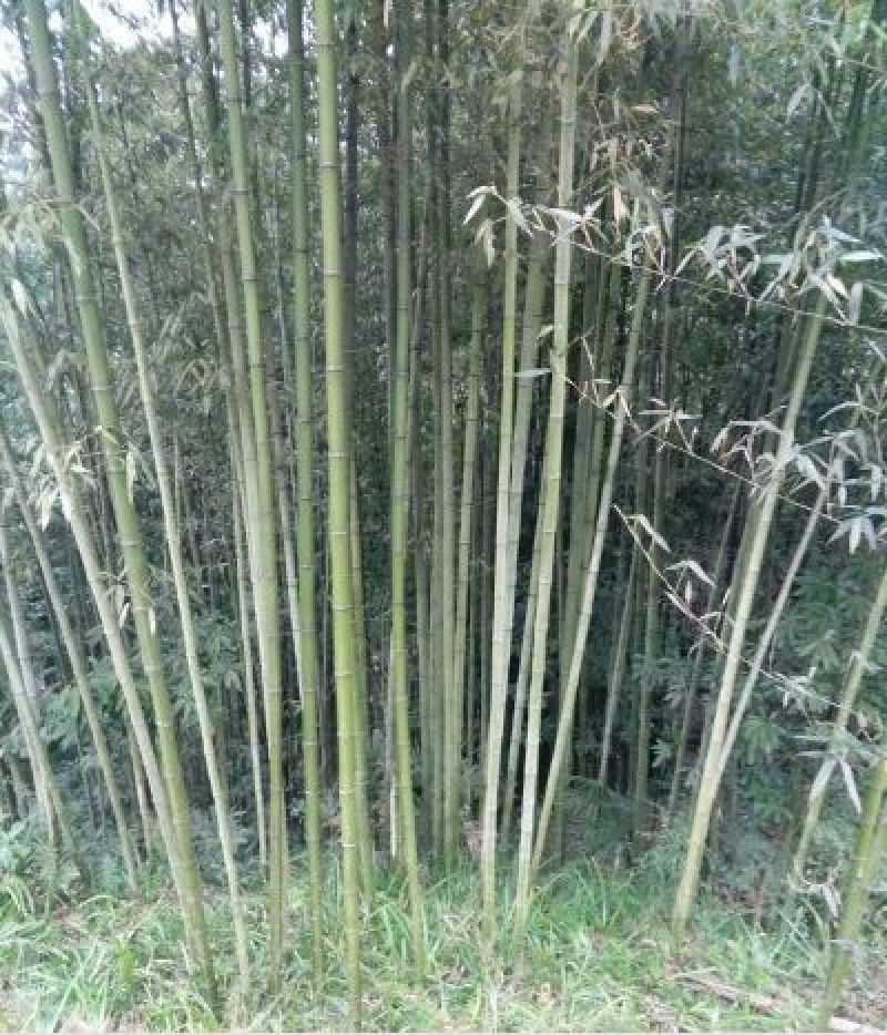 绿竹5~6m