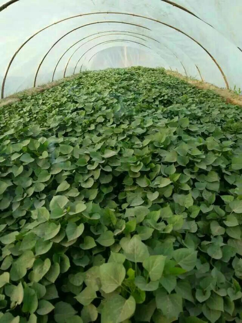 脱毒原种榴莲蜜薯红薯苗冰糖心哈密红薯苗西瓜蜜，紫薯
