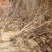 冬枣树苗110cm以上基地直销规格全