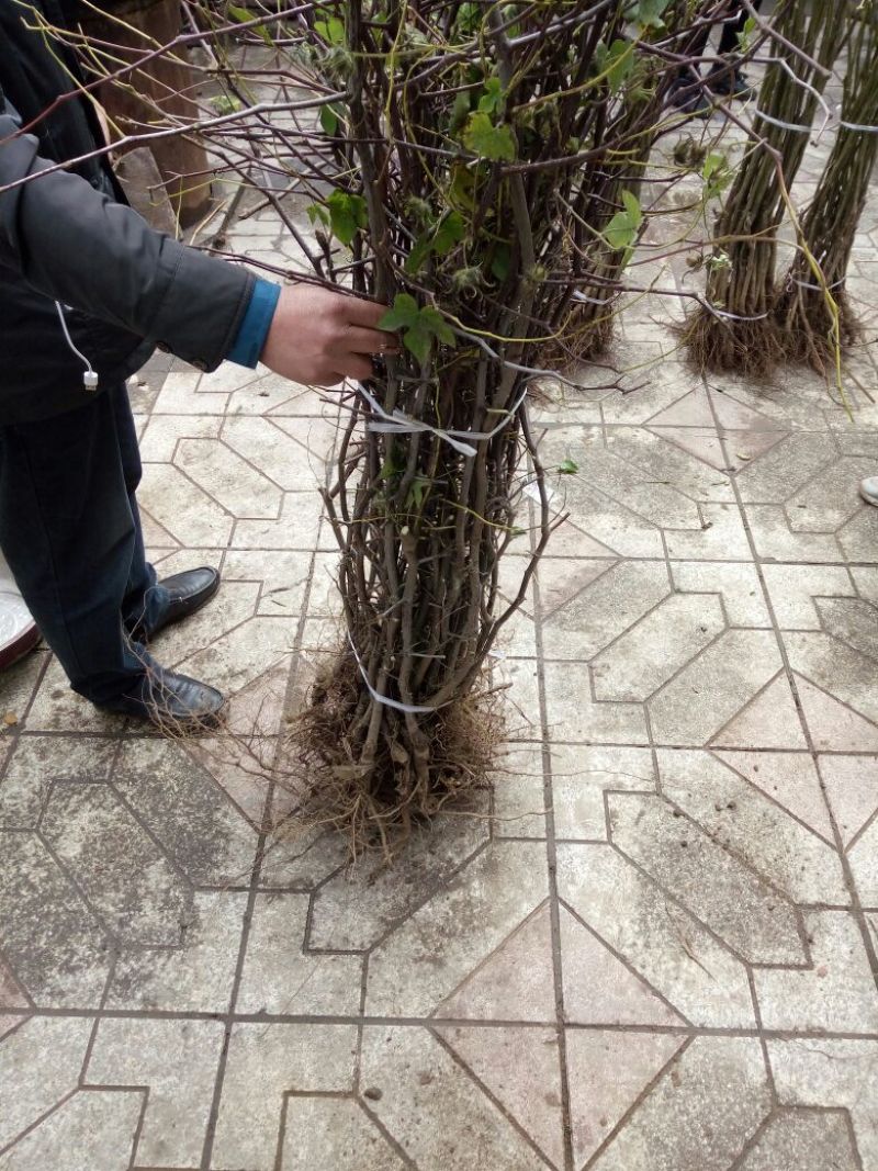 冬枣树苗110cm以上基地直销规格全