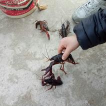 克氏原螯虾食用活虾4~6钱