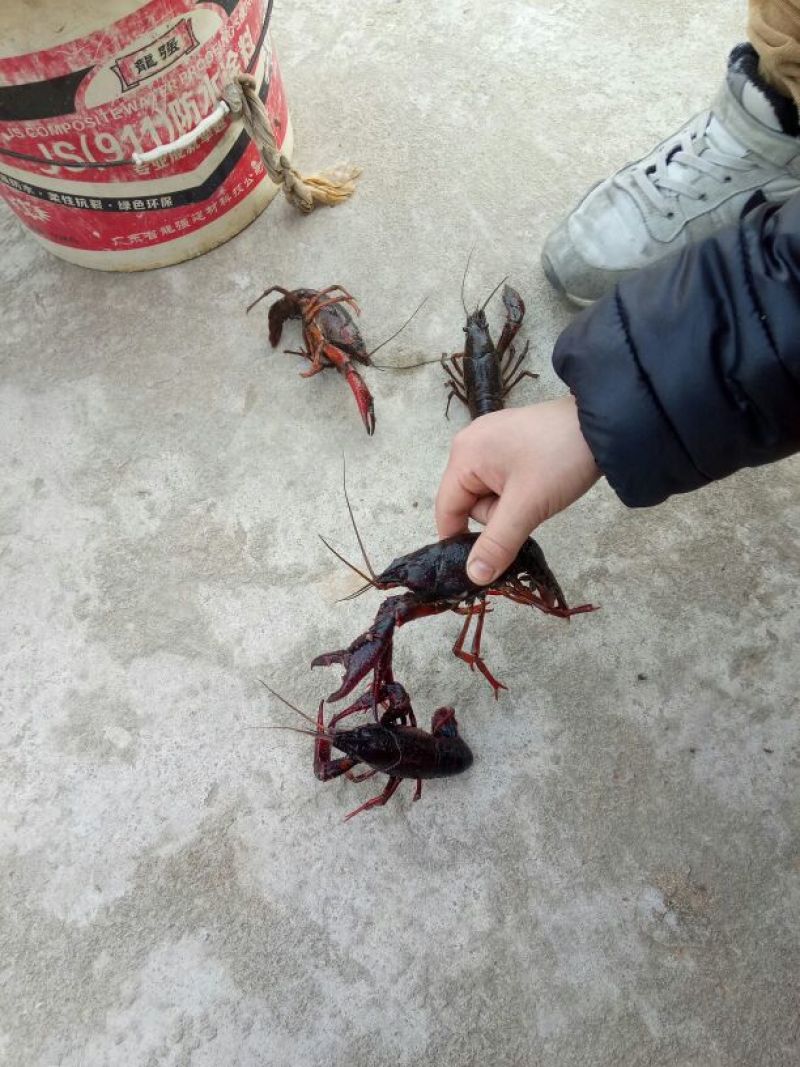 克氏原螯虾食用活虾4~6钱