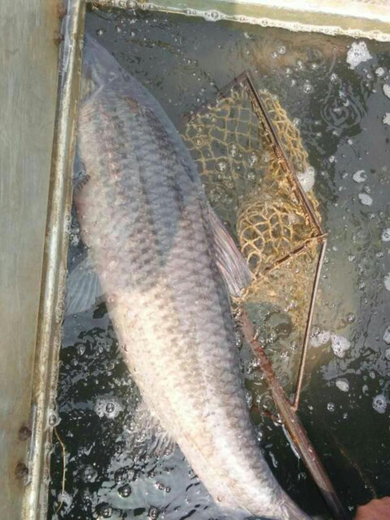 池鲤鱼食用1~2公斤