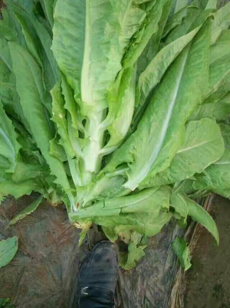 三青莴笋精品莴笋大量上市