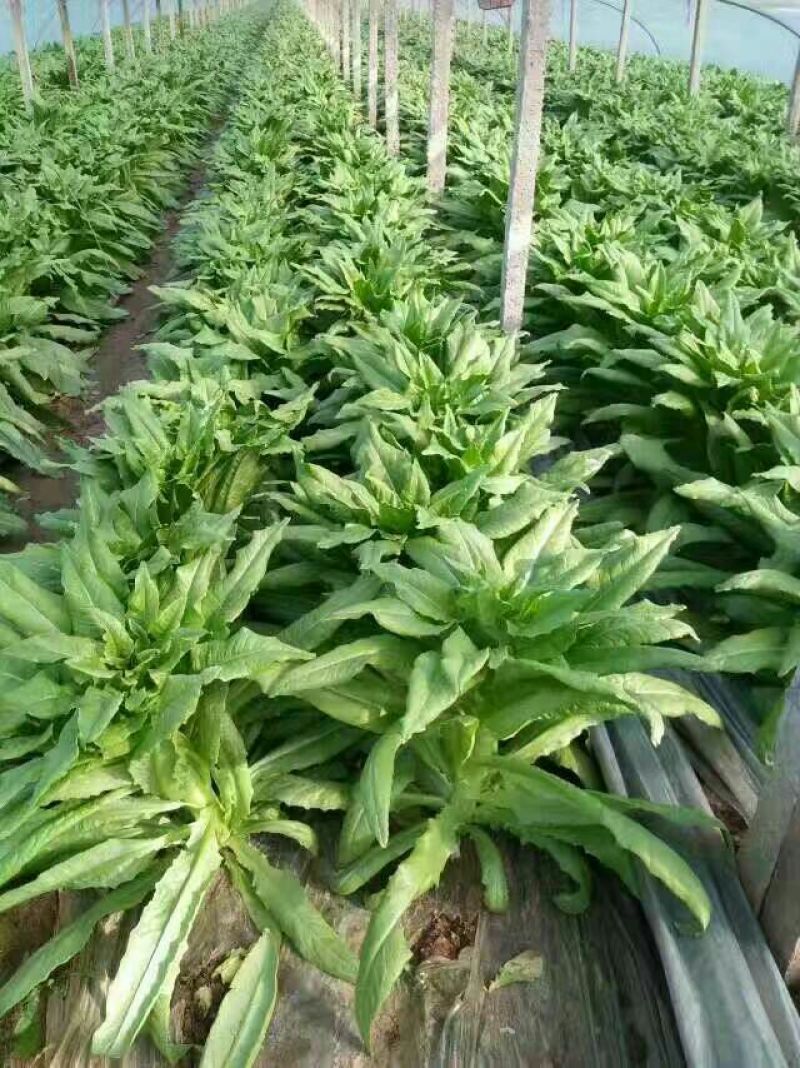 三青莴笋精品莴笋大量上市