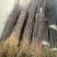 花椒苗1~2年