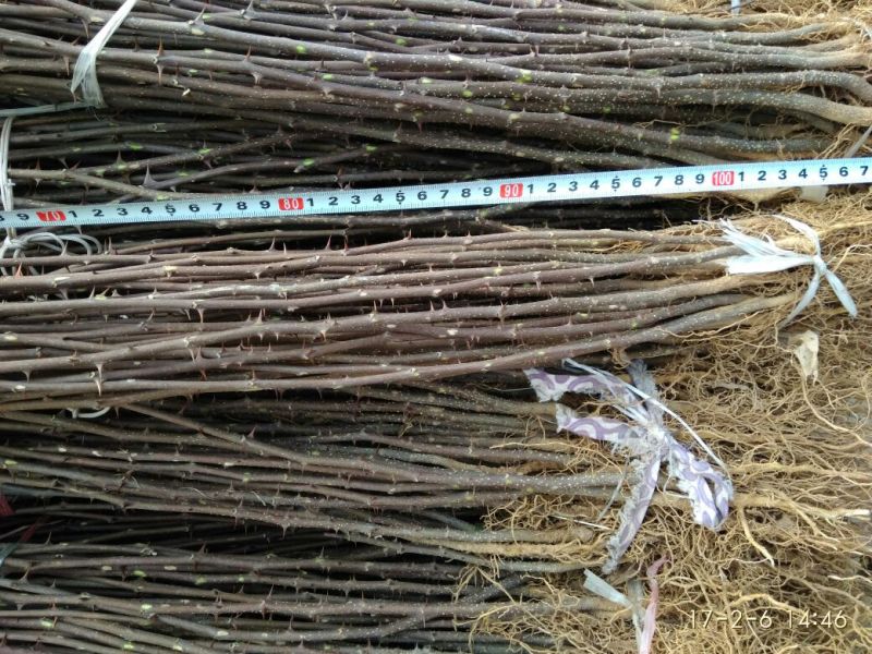 花椒苗1~2年