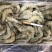阿根廷红虾