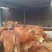 鲁西黄牛100~200kg