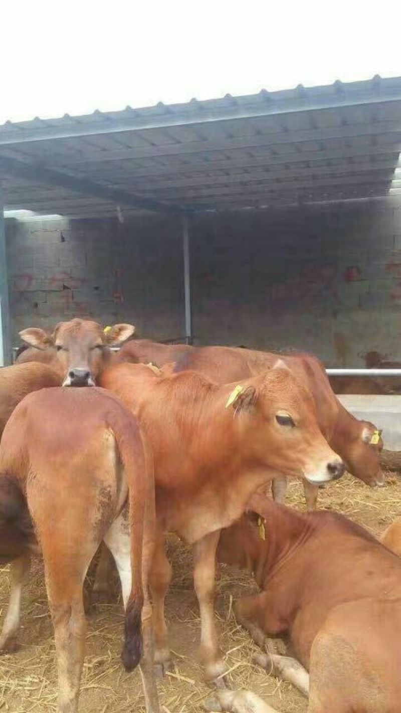 鲁西黄牛100~200kg