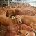 鲁西黄牛100~200kg