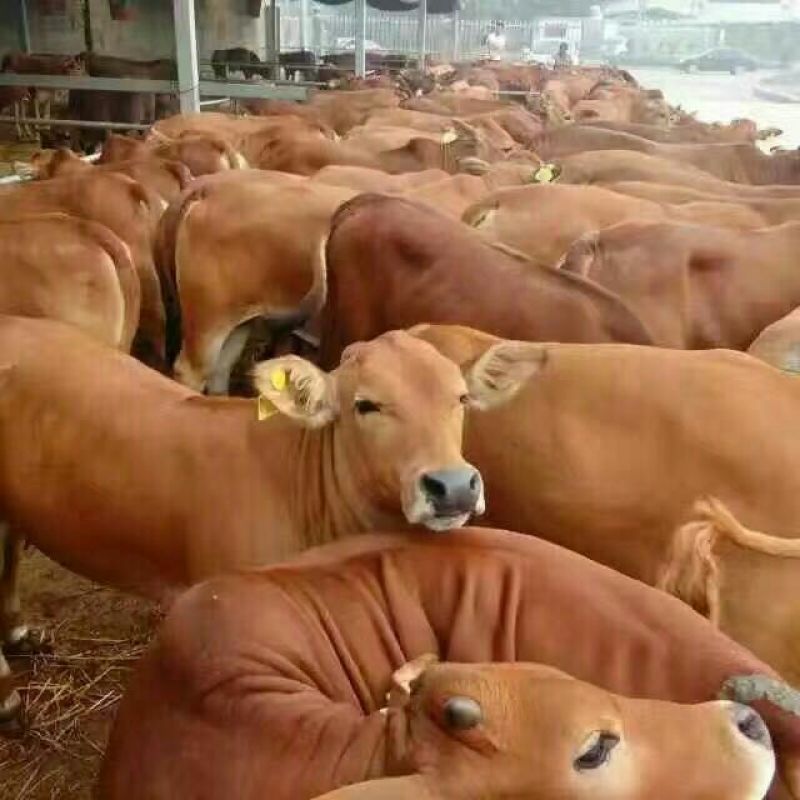 鲁西黄牛100~200kg
