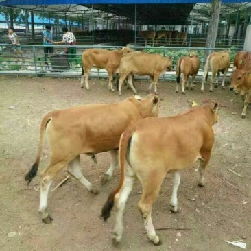 鲁西黄牛100~200kg