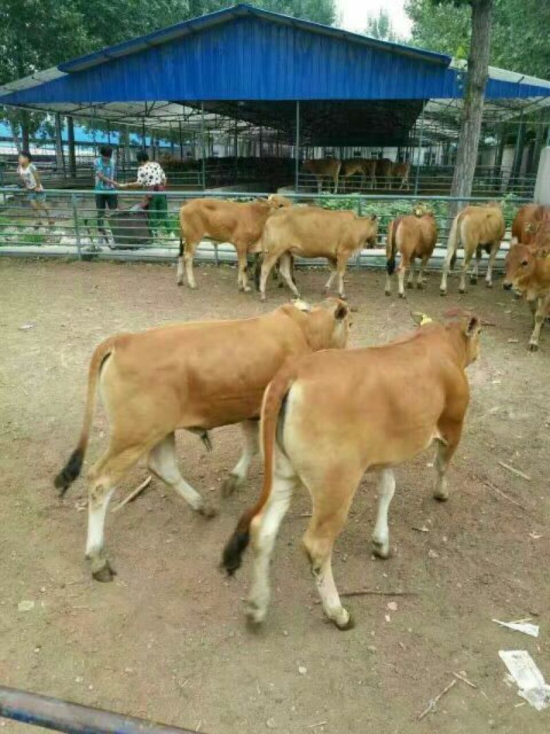 鲁西黄牛100~200kg