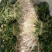 脱毒红薯苗15~25cm