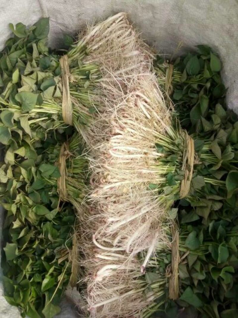 脱毒红薯苗15~25cm