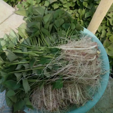 脱毒红薯苗15~25cm