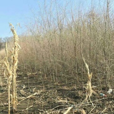 小叶榆树4~6cm4~6cm3~3.5m