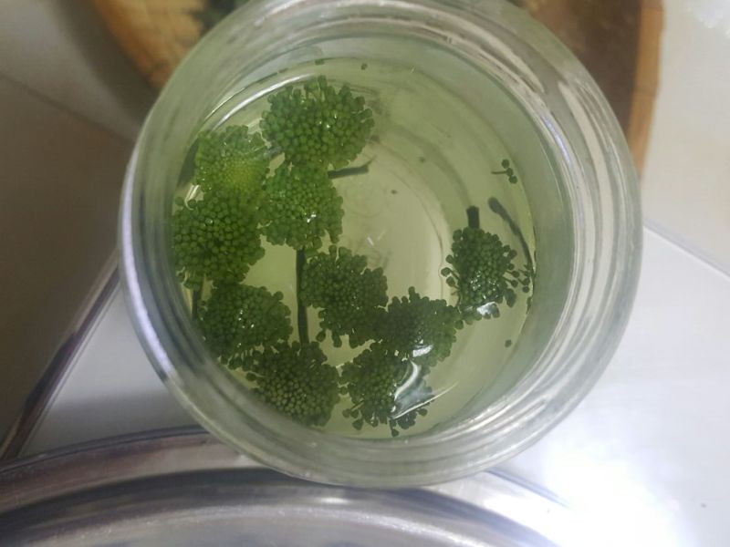 三七花带柄