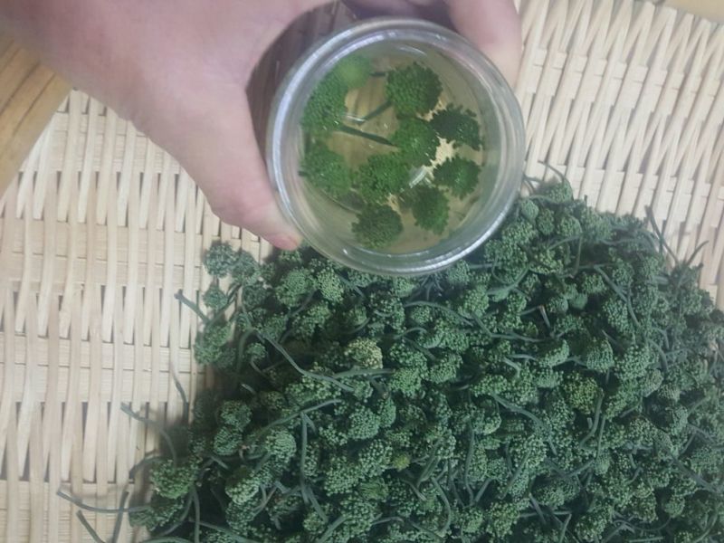 三七花带柄