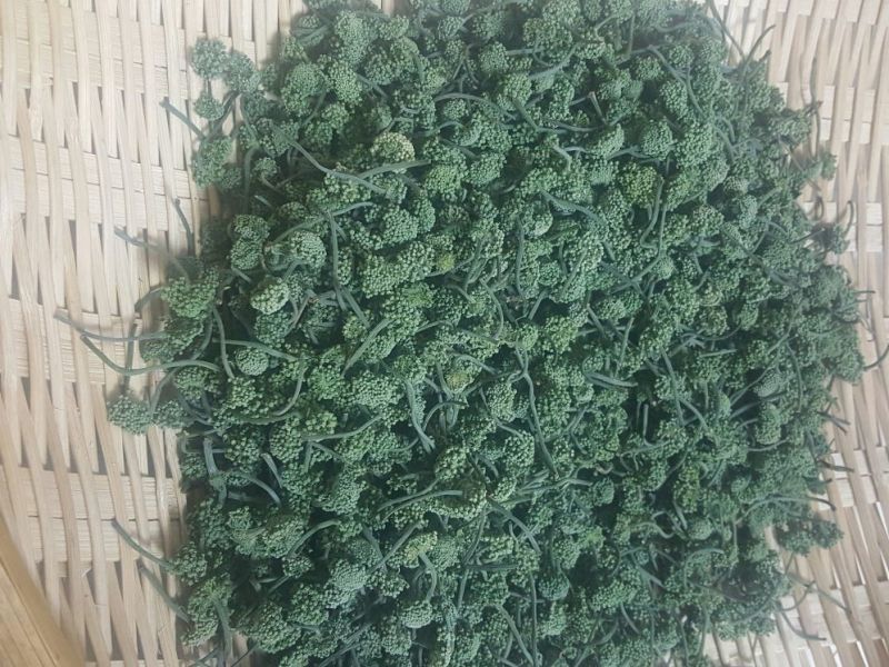 三七花带柄