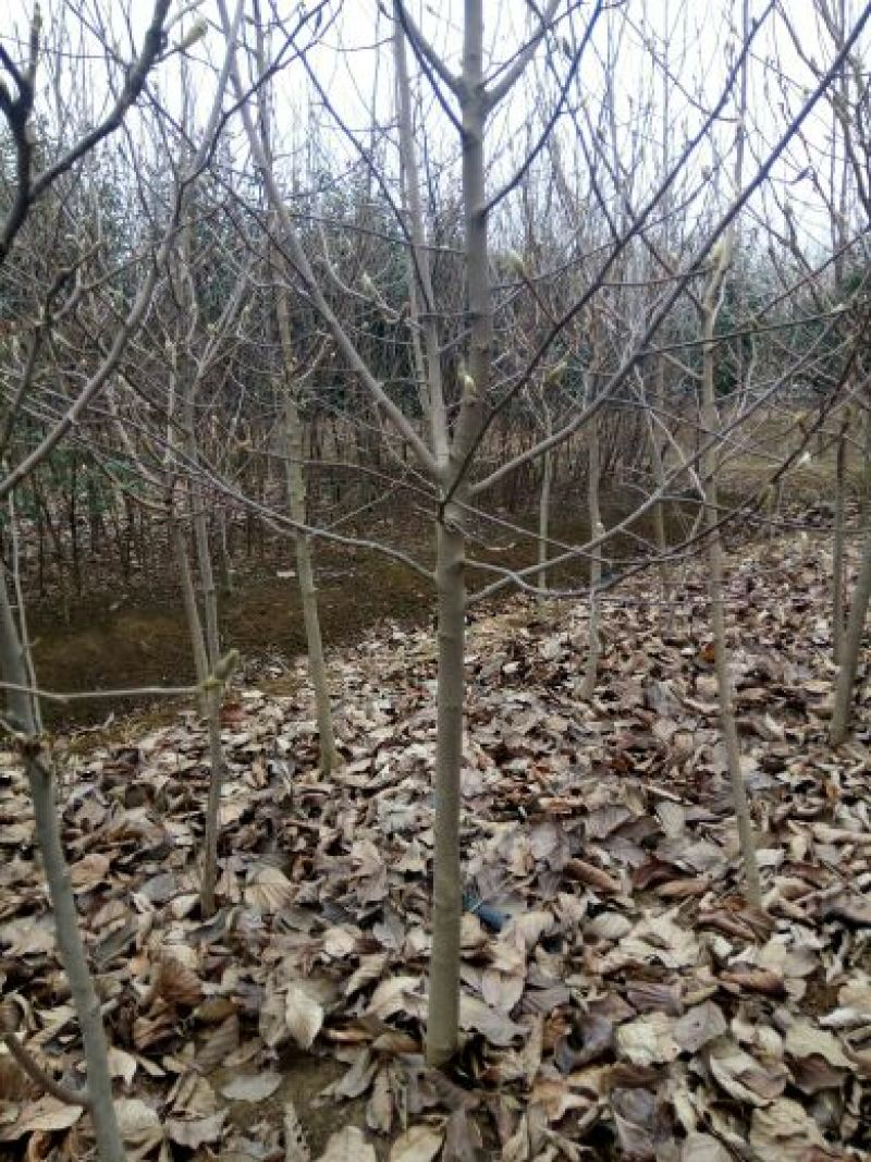 紫玉兰白玉兰红玉兰黄玉兰苗圃直销规格齐全无中