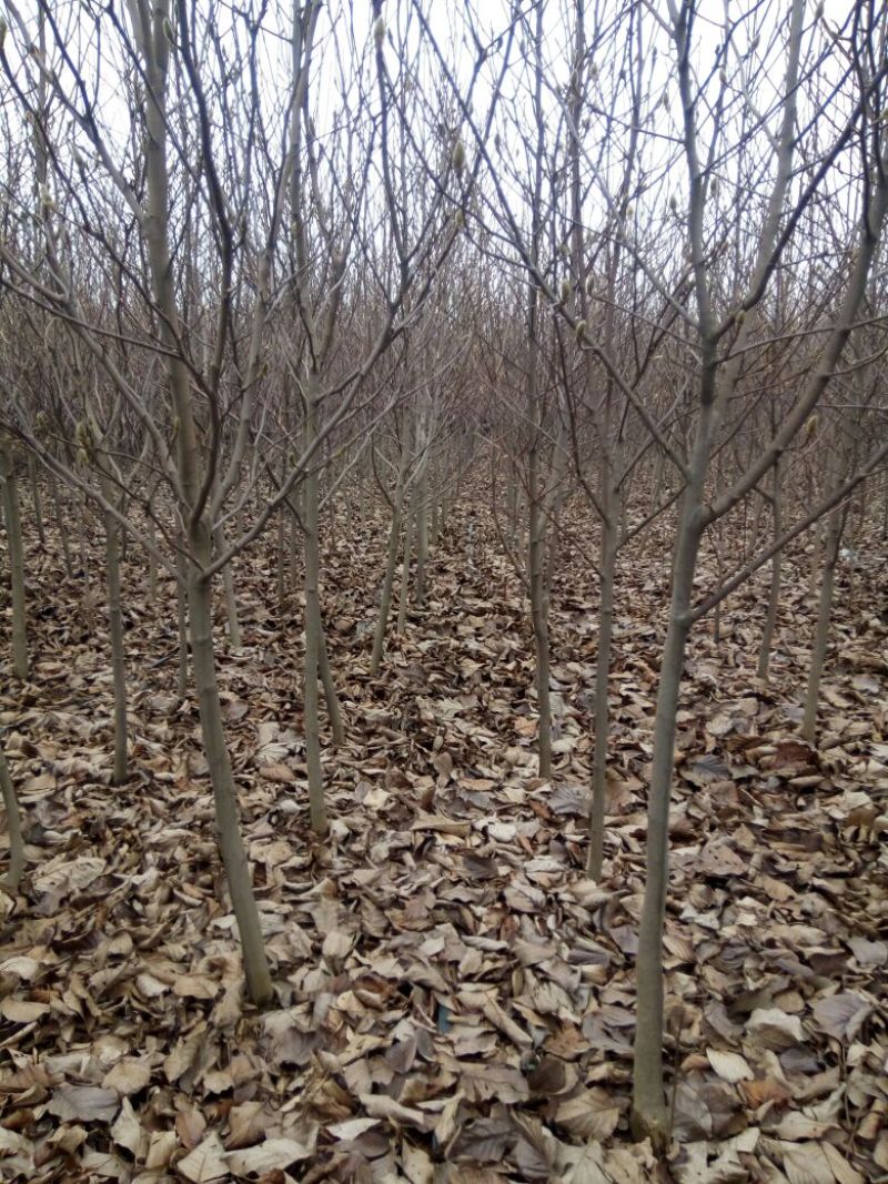 紫玉兰白玉兰红玉兰黄玉兰苗圃直销规格齐全无中