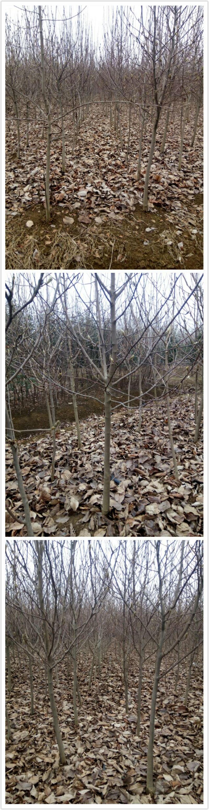 紫玉兰白玉兰红玉兰黄玉兰苗圃直销规格齐全无中