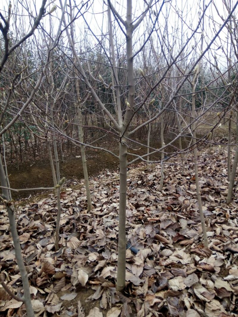 紫玉兰白玉兰红玉兰黄玉兰苗圃直销规格齐全无中