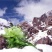 天山雪莲