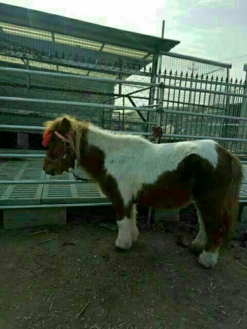 矮马100~200kg