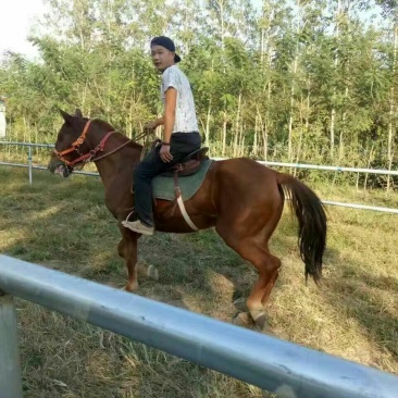 矮马100~200kg