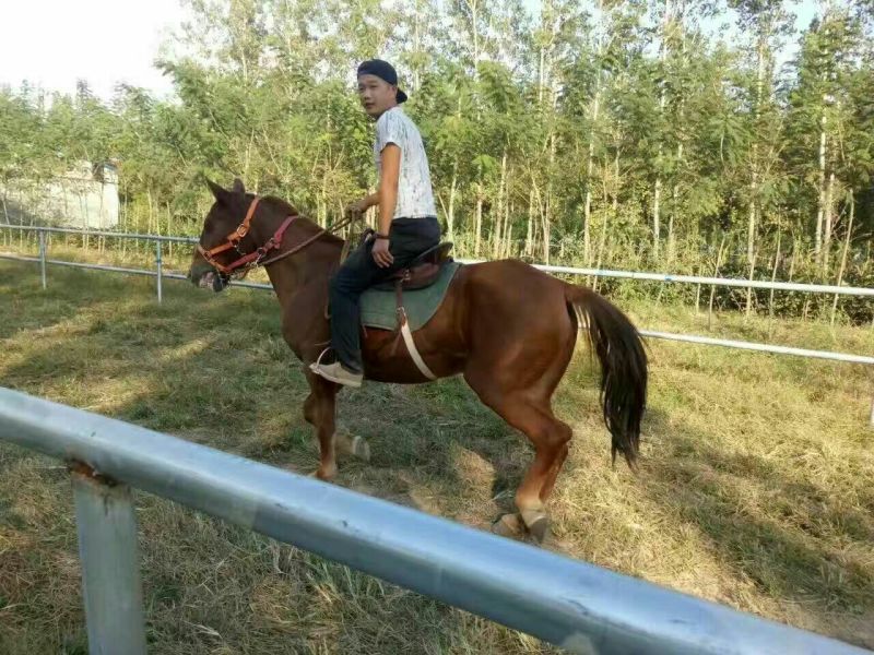 矮马100~200kg
