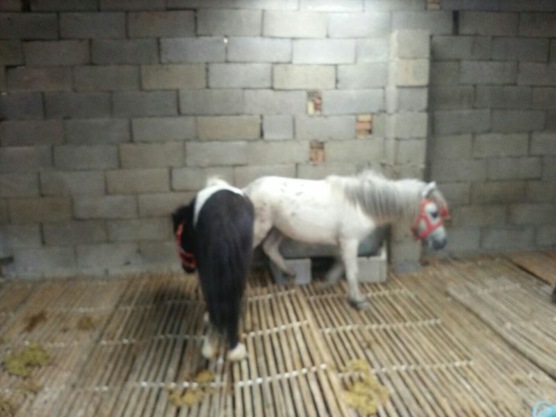 矮马100~200kg