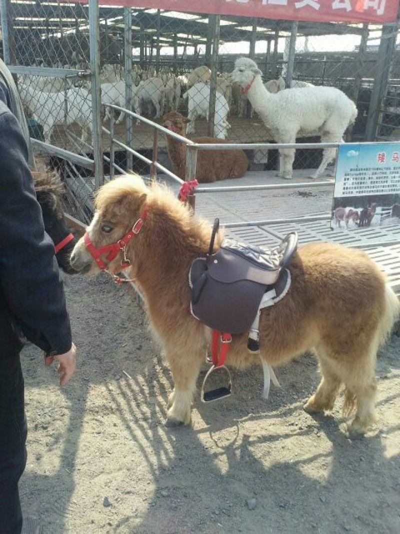 矮马100~200kg