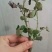 月季10~20cm