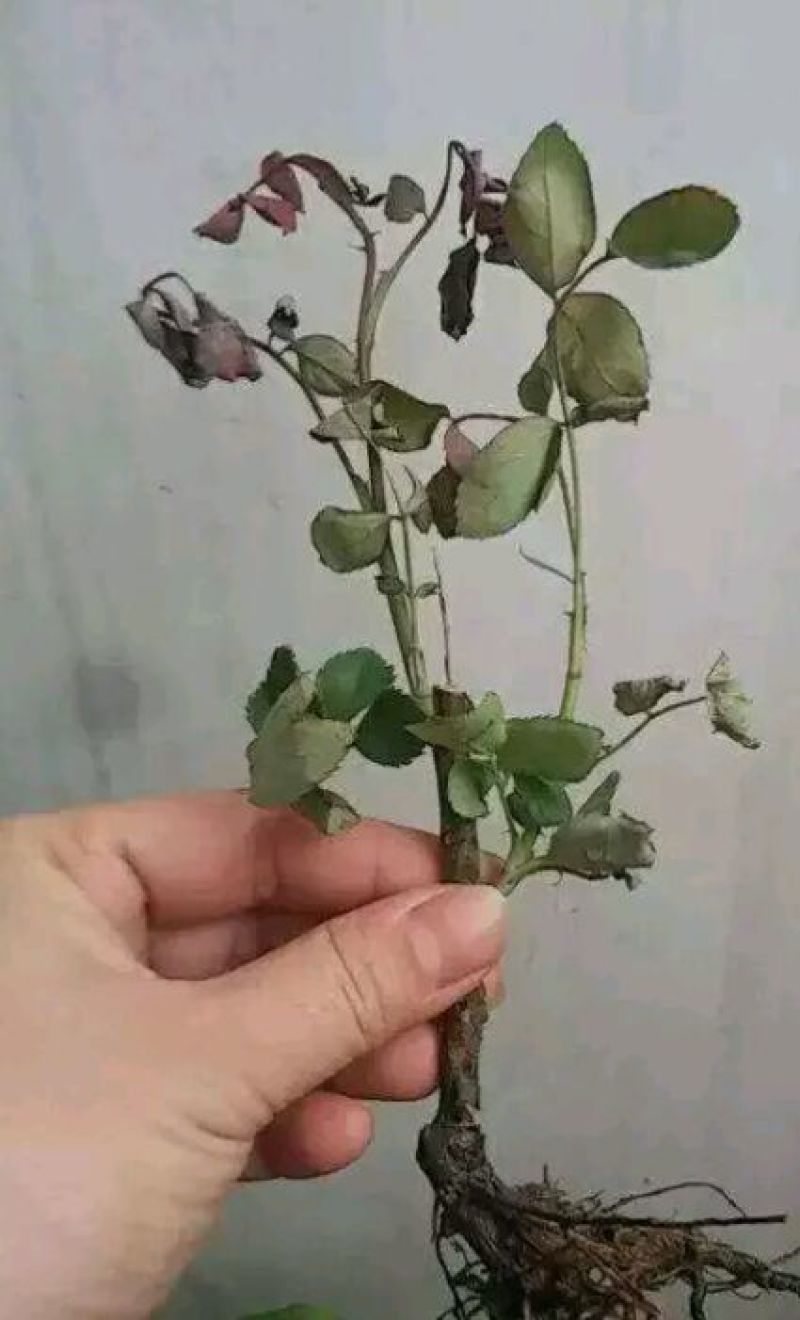 月季10~20cm