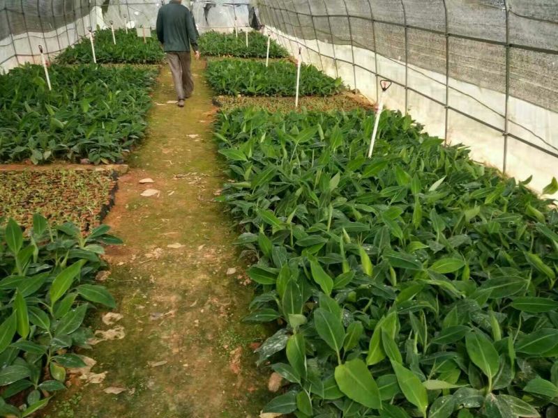 香蕉苗1~2年一级良种