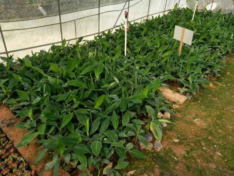 香蕉苗1~2年一级良种