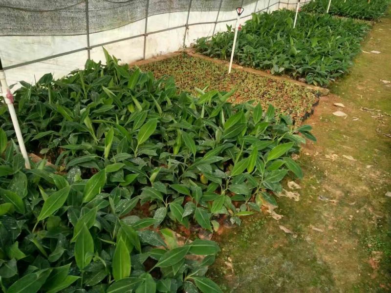 香蕉苗1~2年一级良种