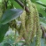 桑树苗50cm