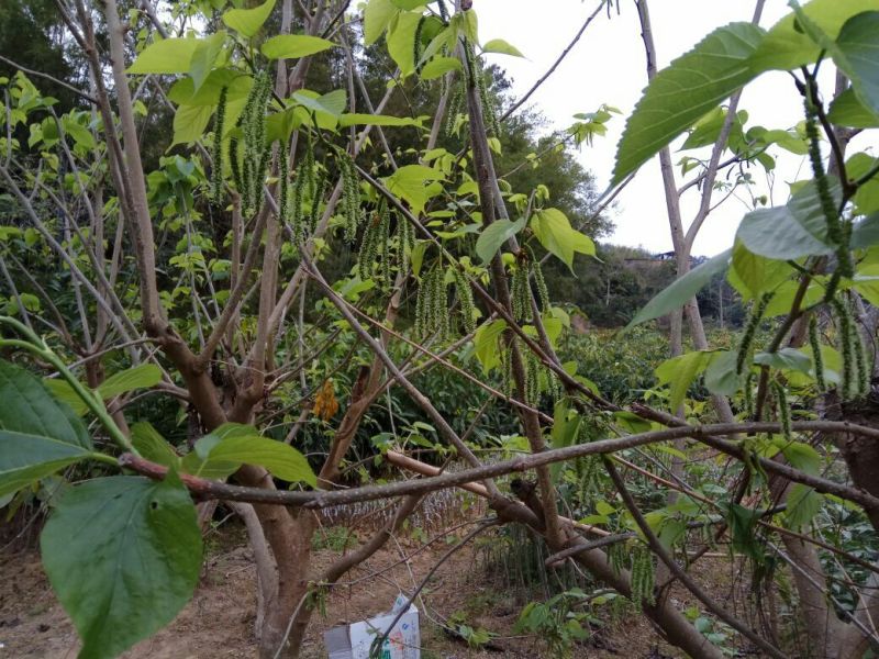 桑树苗50cm