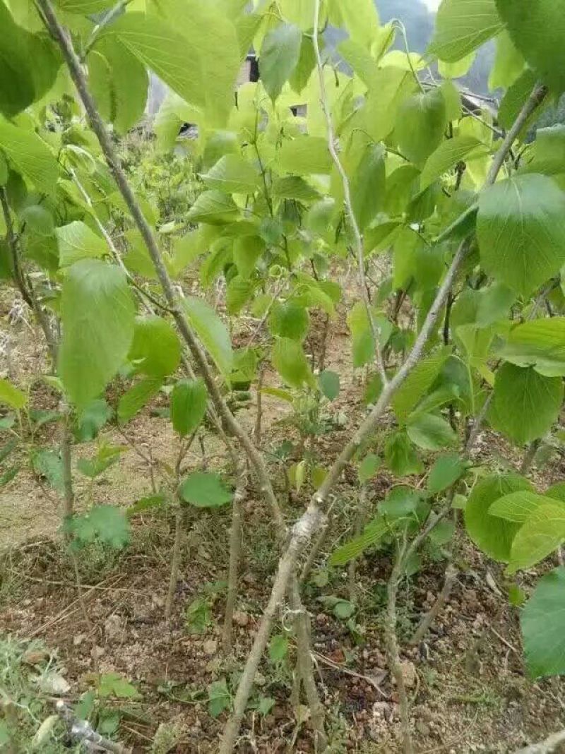 桑树苗50cm