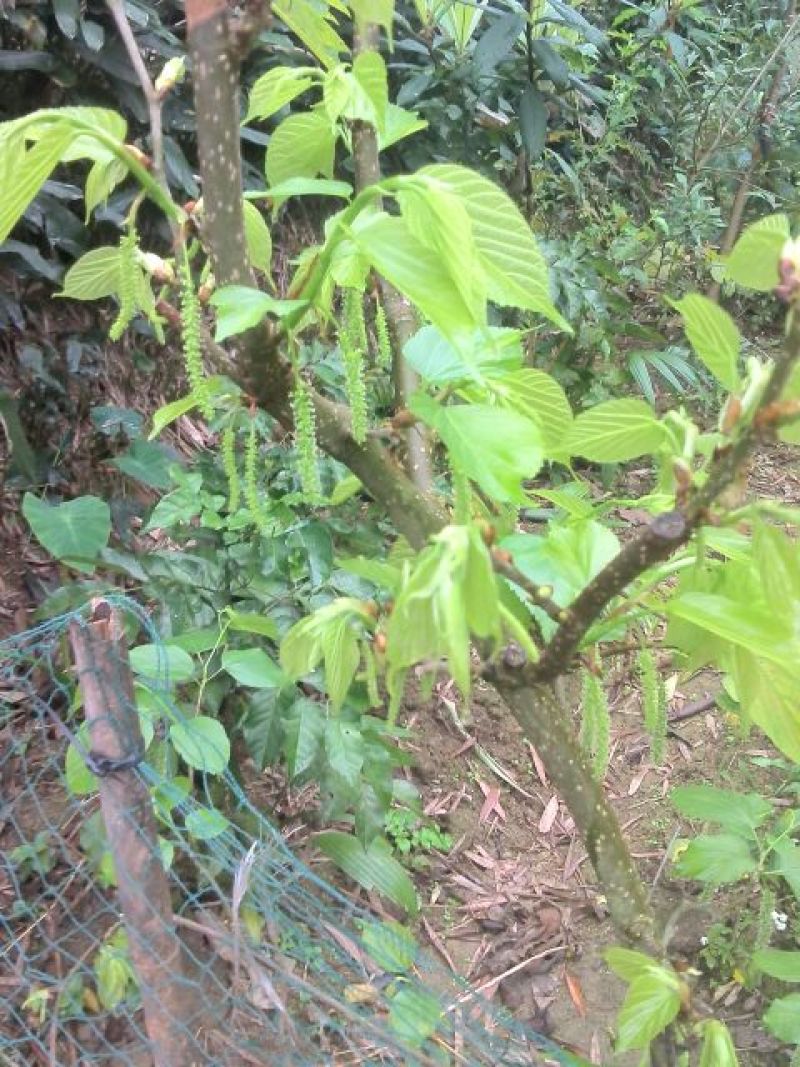 桑树苗50cm