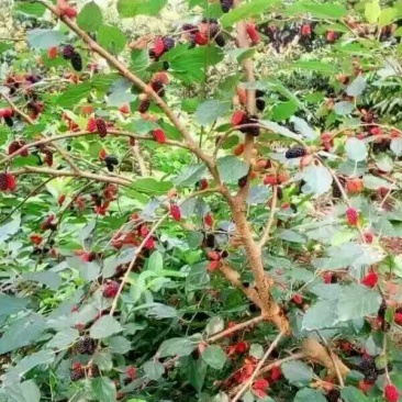 桑树苗50cm