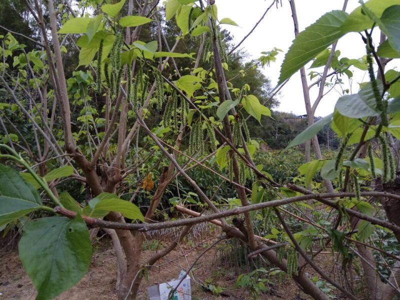 桑树苗50cm