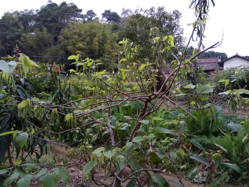 桑树苗50cm