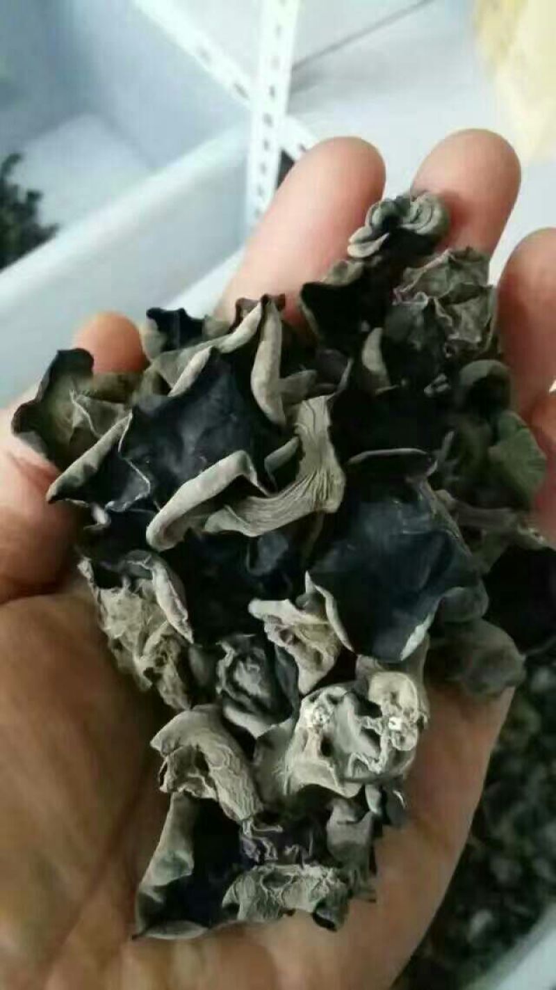 黑木耳一级
